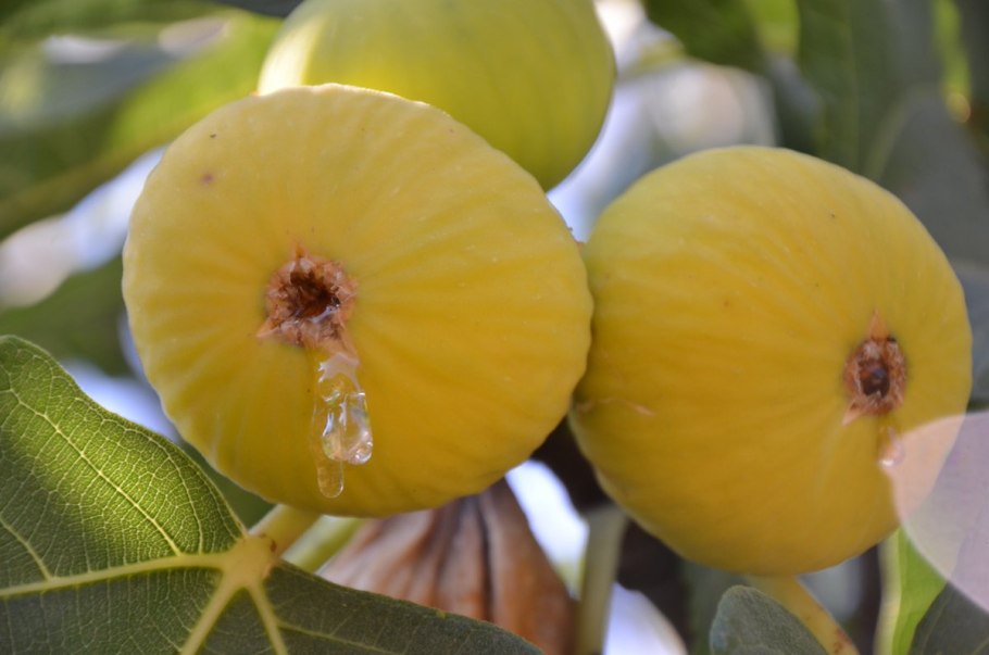 Инжирное дерево зеленый