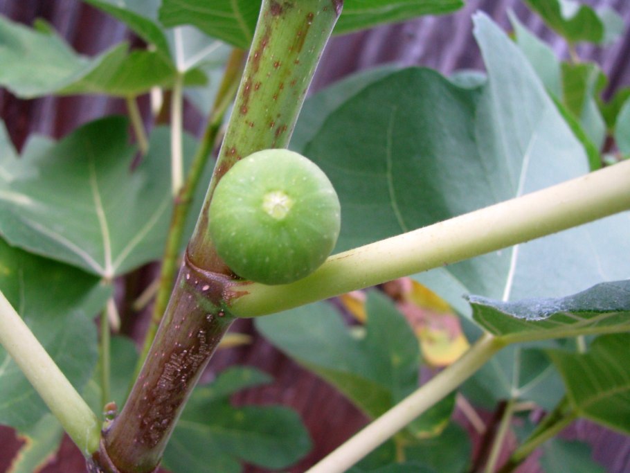 Платан цветет