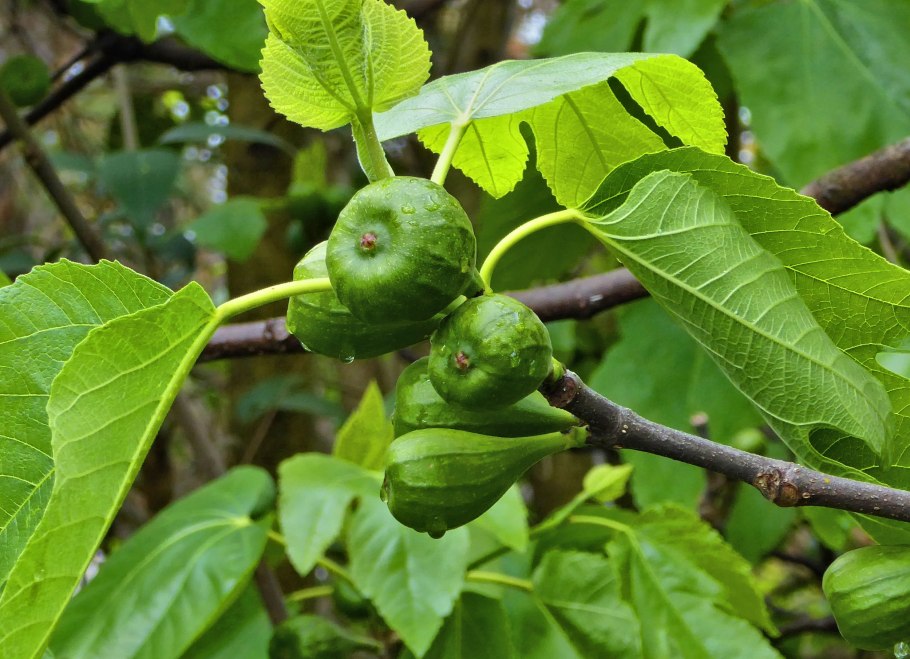 Инжир Панаше