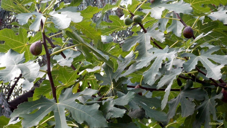 Инжир в Монако