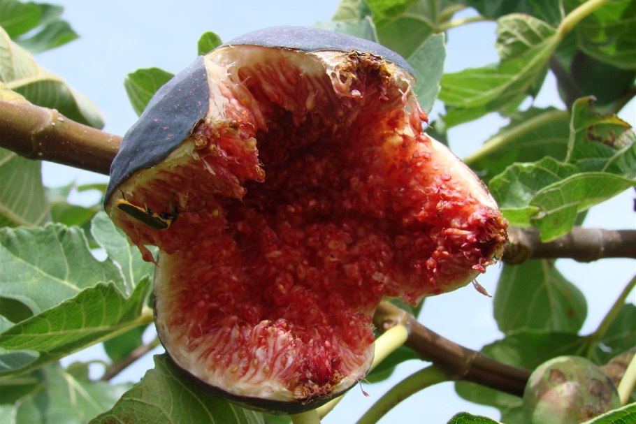 Фиговое дерево плоды