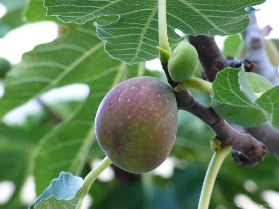 Инжир колхидский дерево