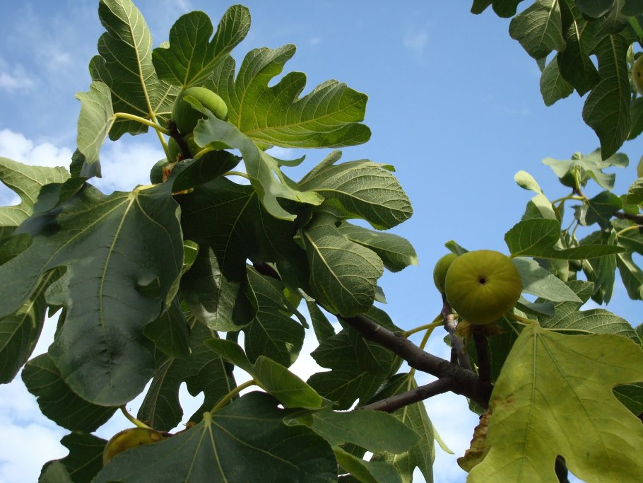 Инжир Браун Туркей дерево