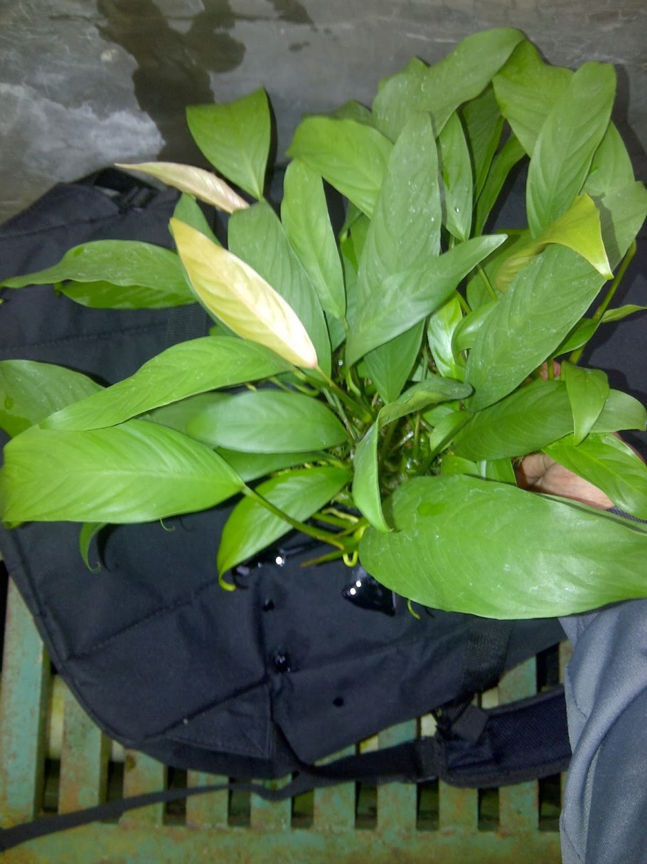 Анубиас Альба