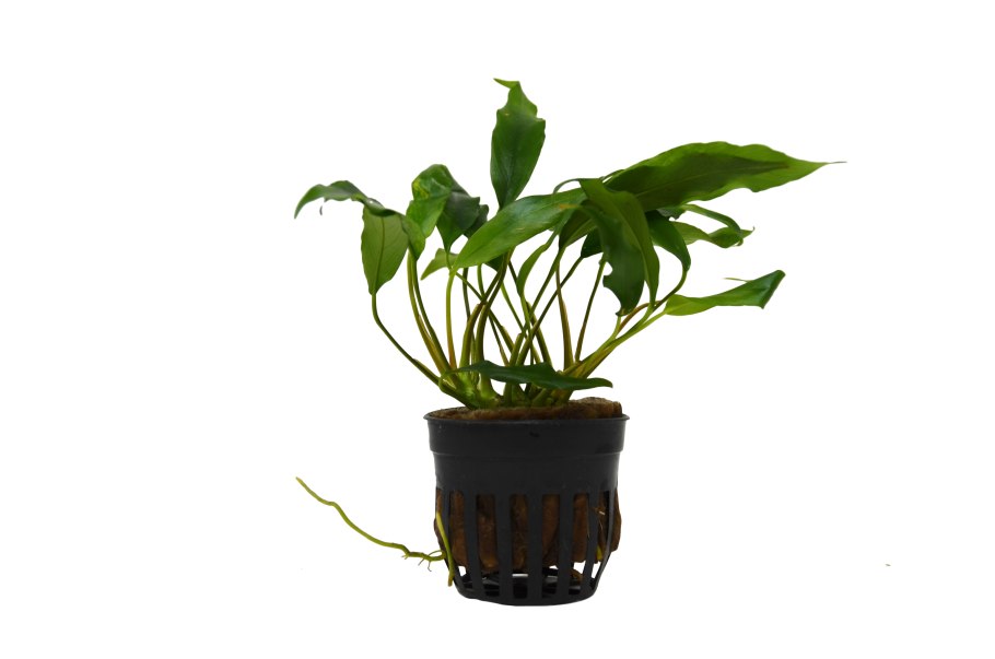 Анубиас Минима