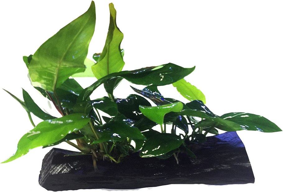 Анубиас Нана Петит