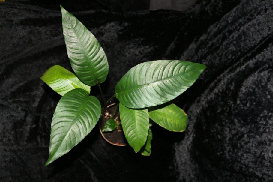 Анубиас гетерофила