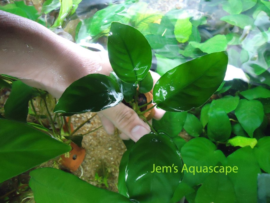 Анубиас бартера полосатый