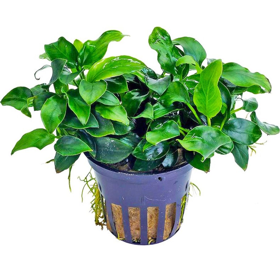 Анубиас Ангустифолия