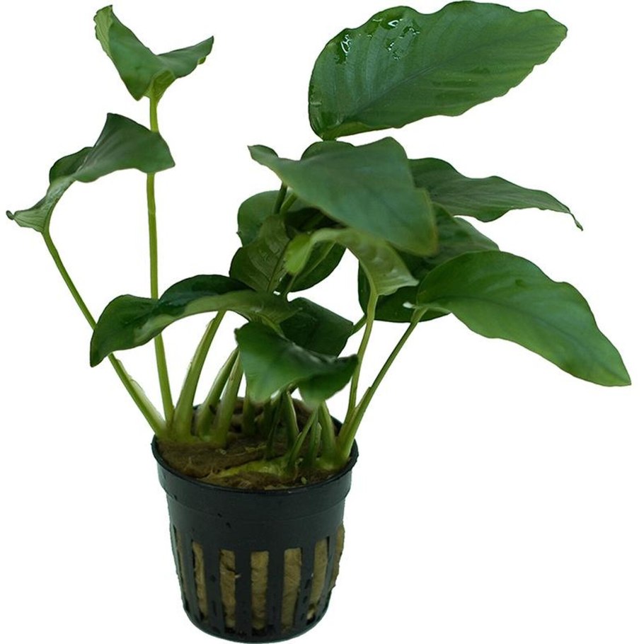 Анубиас бартери Нана long Wavy