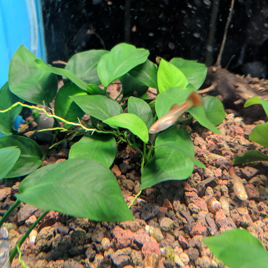 Анубиас Нана Anubias Nana 'short'
