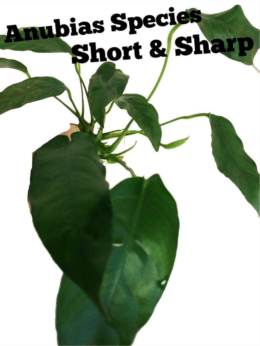 Анубиас Нана комнатное растение