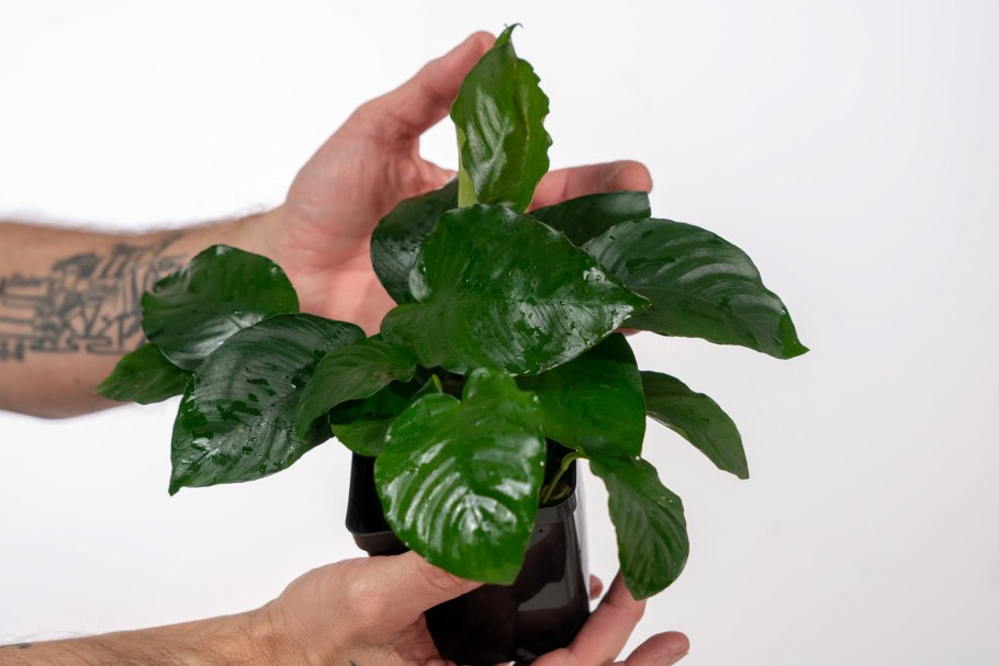 Анубиас ризома