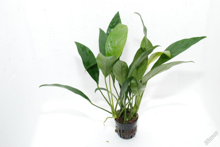 Анубиас short and Sharp