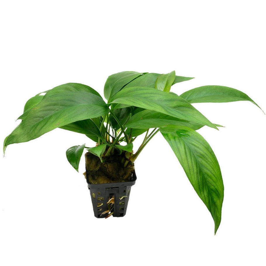 Анубиас гигантский аквариумное растение