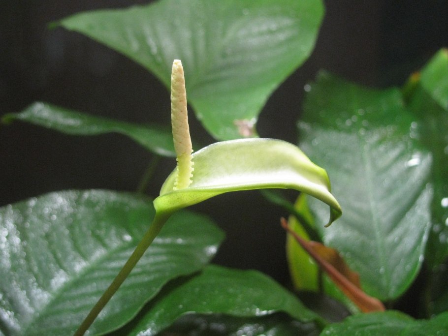 Лимонник растение анубиас