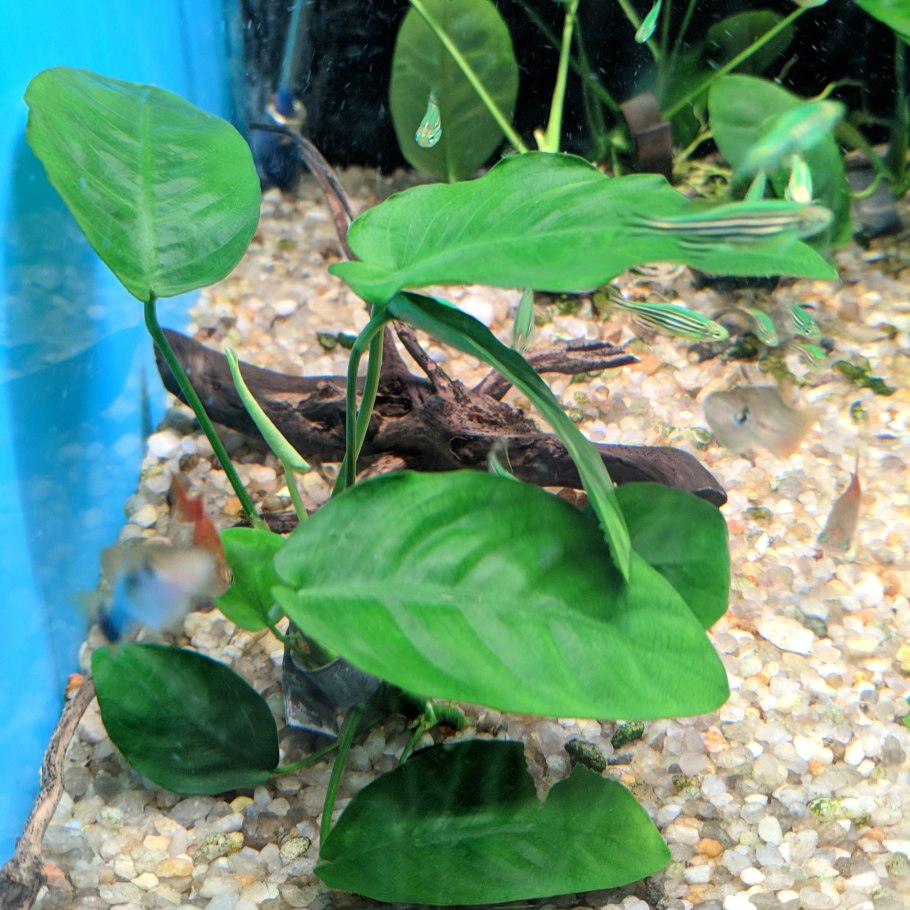 Анубиас Нана цветет