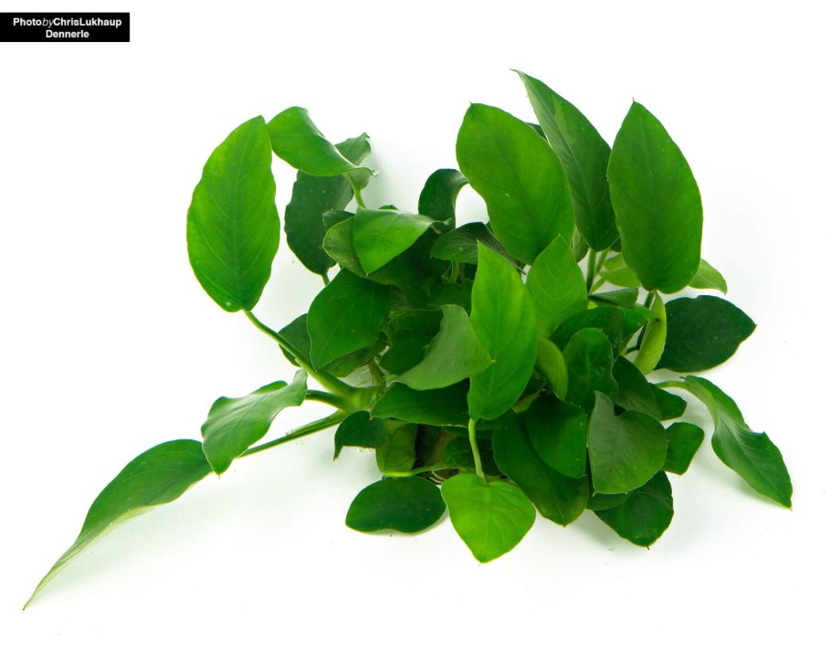 Анубиас аквариумное