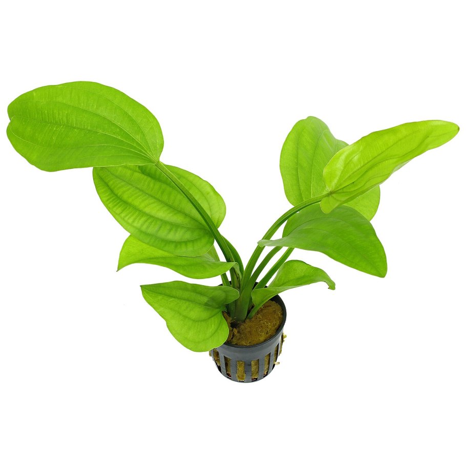 Anubias Nana Type a