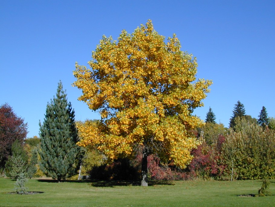Liriodendron tulipifera