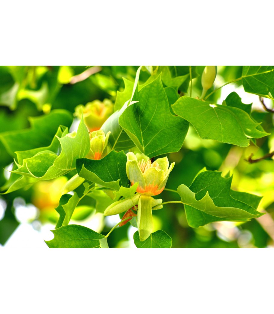 Лириодендрон Тюльпановый Liriodendron tulipifera