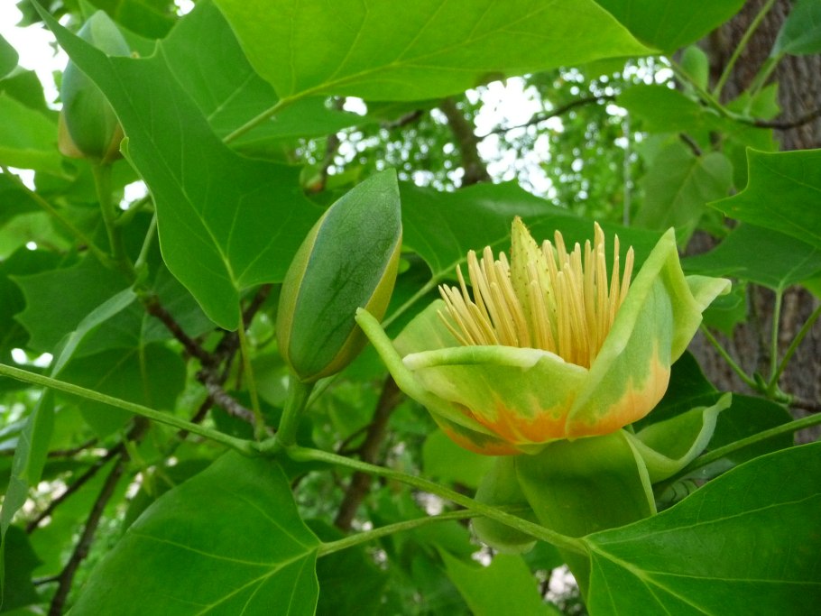 Liriodendron tulipifera