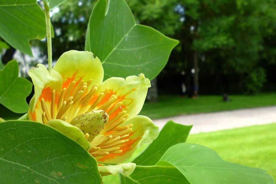 Liriodendron tulipifera тюльпановое дерево