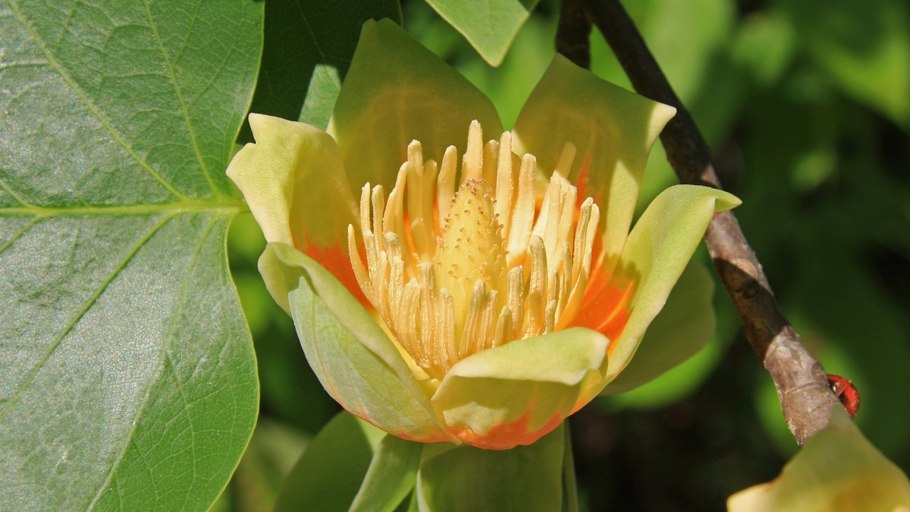 Тюльпанное дерево (Лириодендрон)