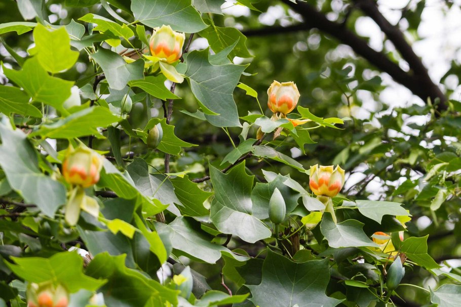 Liriodendron tulipifera тюльпановое дерево