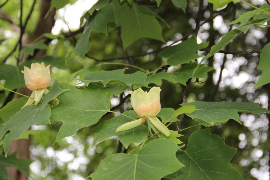 Лириодендрон тюльпанный Аргенитиомаргинатум
