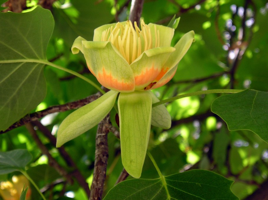 Liriodendron tulipifera русское название