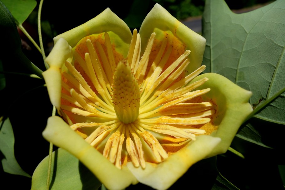 Лириодендрон Тюльпановый цветок