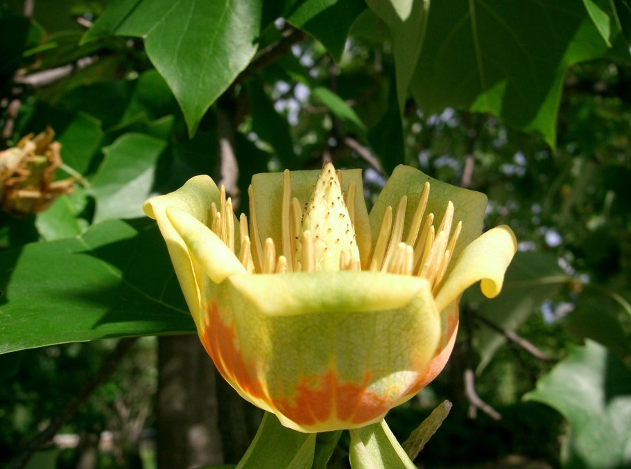 Рододендрон тюльпановое дерево