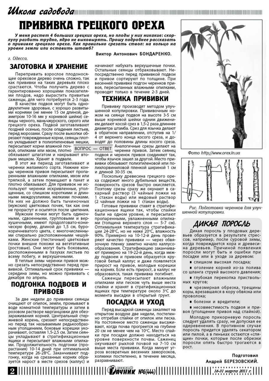 Прививка грецкого ореха на маньчжурский