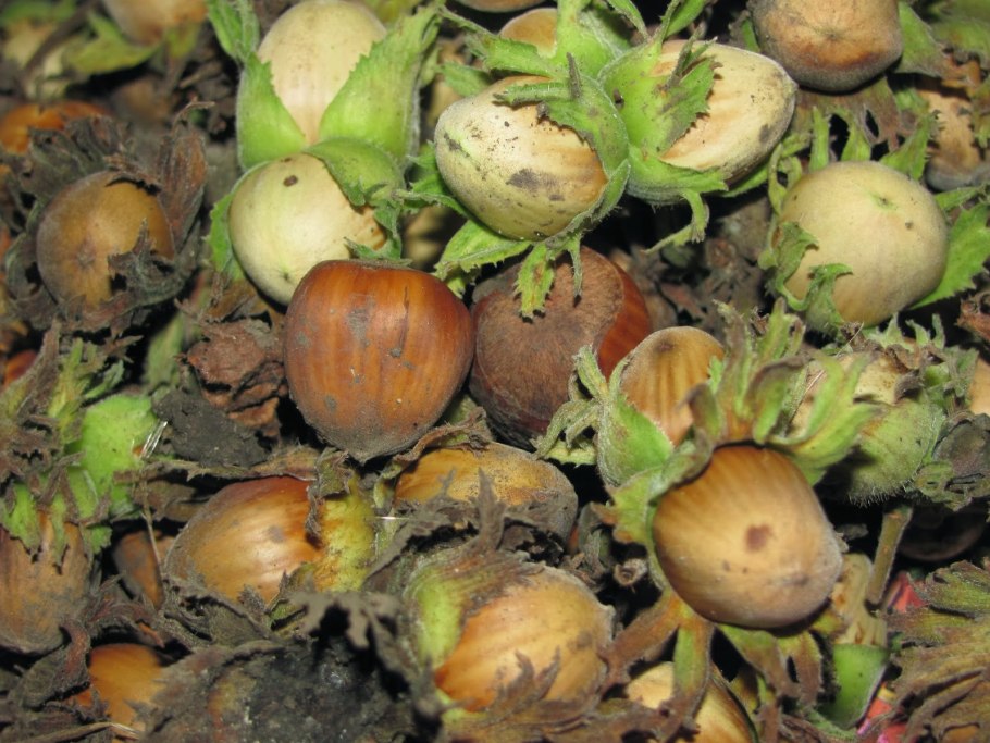 Конский каштан Росток