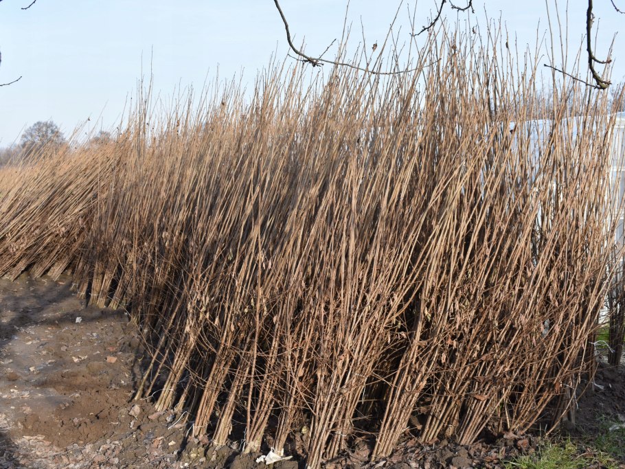 Отводки куста крыжовника