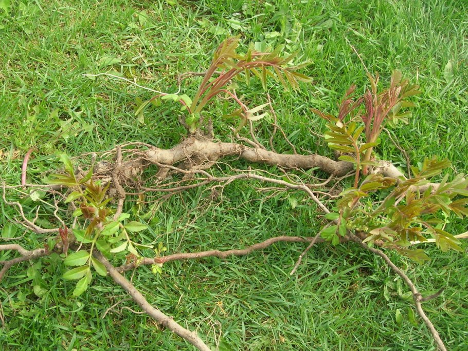 Корневыми черенками 10-15 см размножают