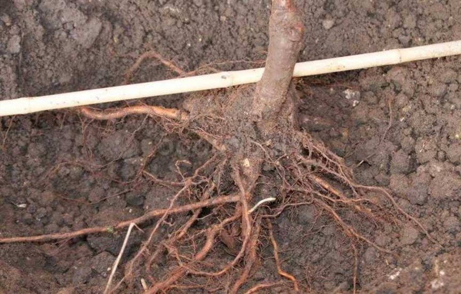 Сирень корни поросль