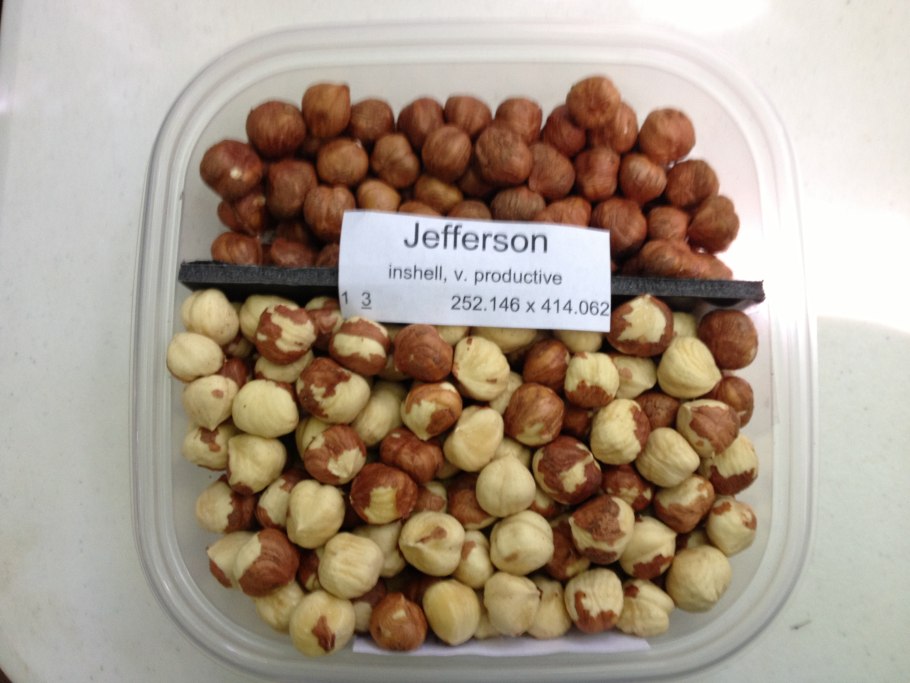 Аблактировка яблони