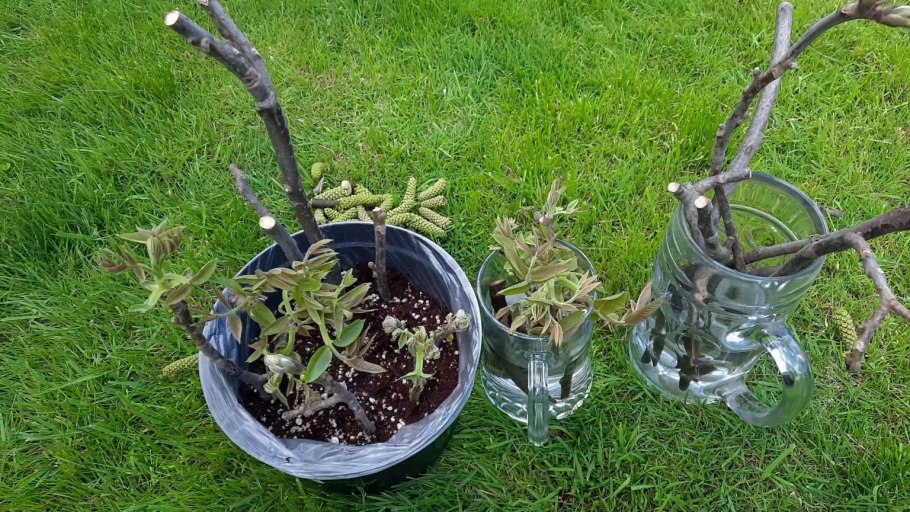 Схема обрезки плодовых деревьев весной