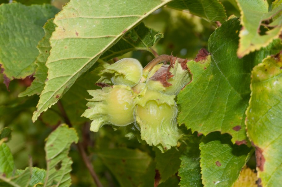 Орех фундук саженцы