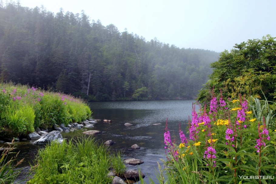 Лотос Комарова Амурская область