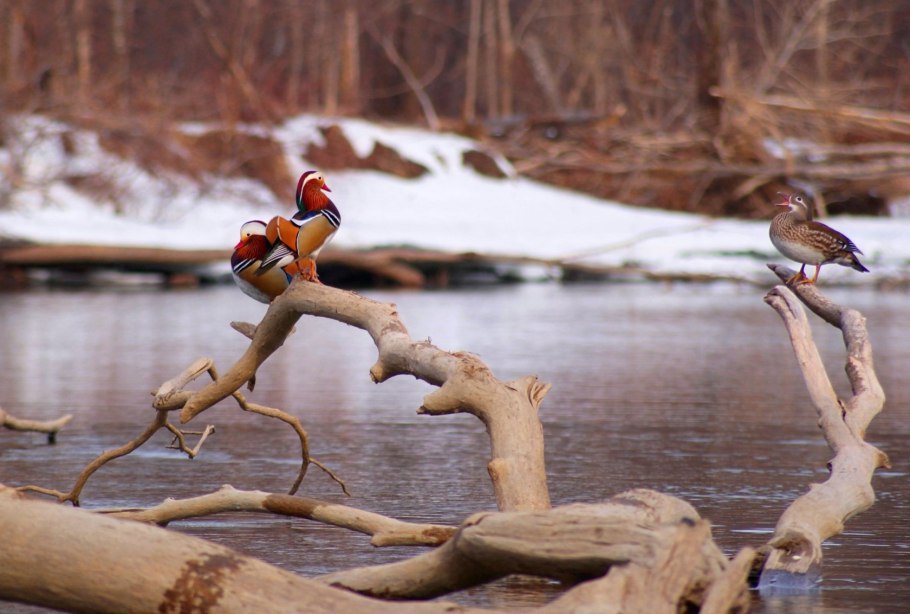 Национальный парк Бикин животные