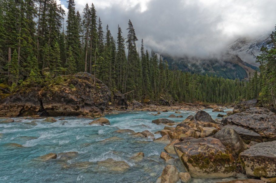Уссурийская Тайга Амурский тигр