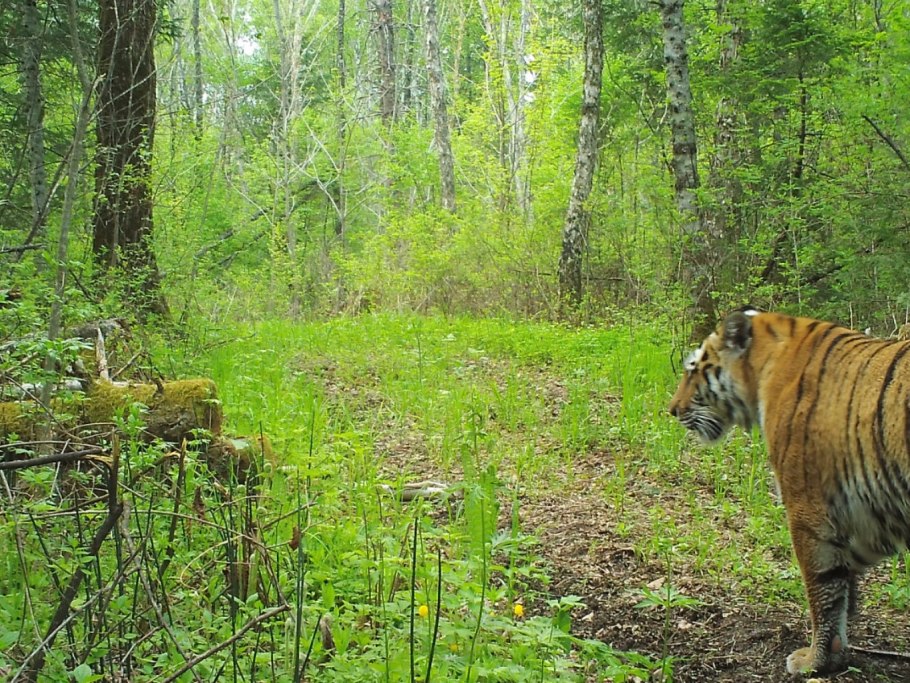 Заповедник Басеги Гремячинск