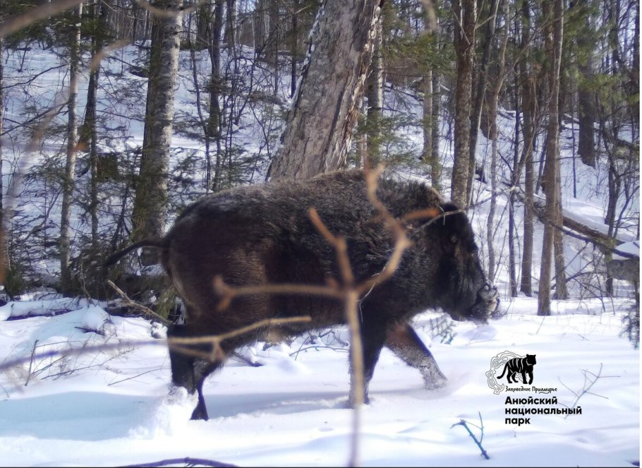 Анюйский национальный парк животные