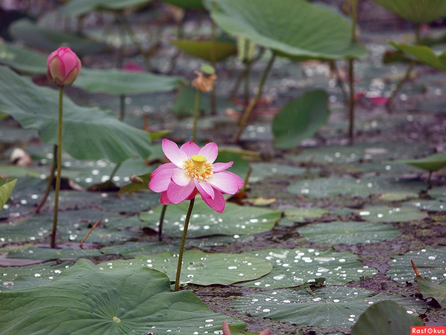 Национальный парк Бикин Приморский край