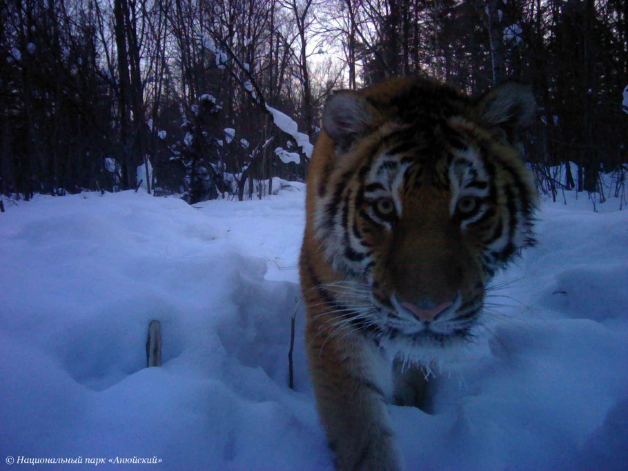 Редкая Флора и фауна Канады