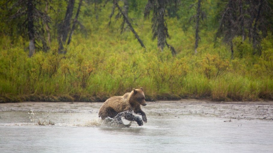 Амурский тигр