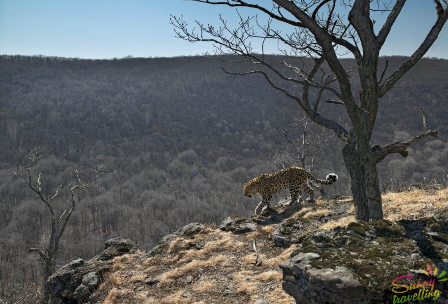 Плато Путорана фауна